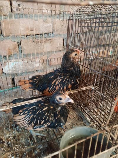 sebright pair / cocco bentum/ Silky female