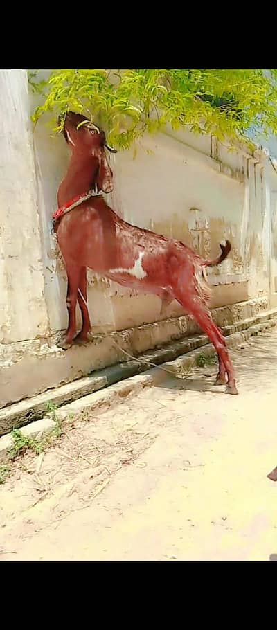 desi bakri