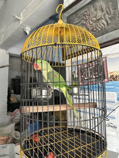 raw parrot (with cage)