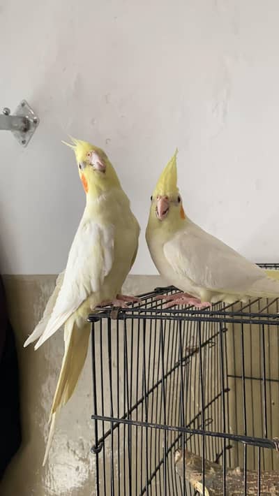 Handtame Cockateil Adult Pair
