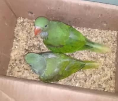 green ringneck & Raw parrot. conure