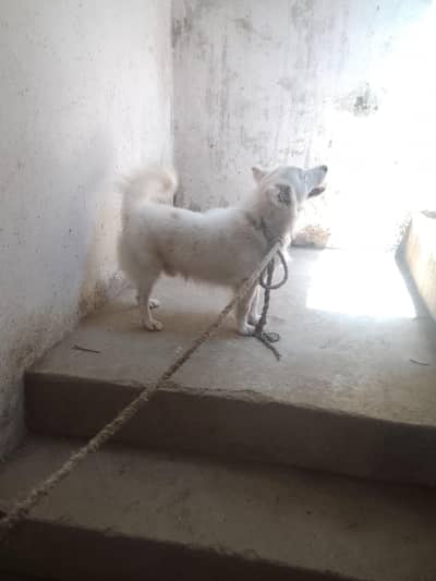 puppy male dog