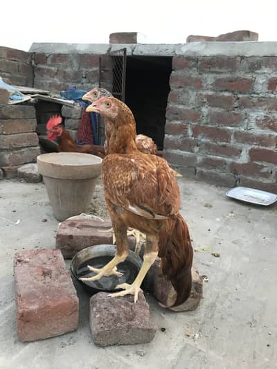Pure Aseel with 2 golden mesri