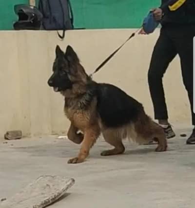 I want to sale my German shepherd pink  pedigree female