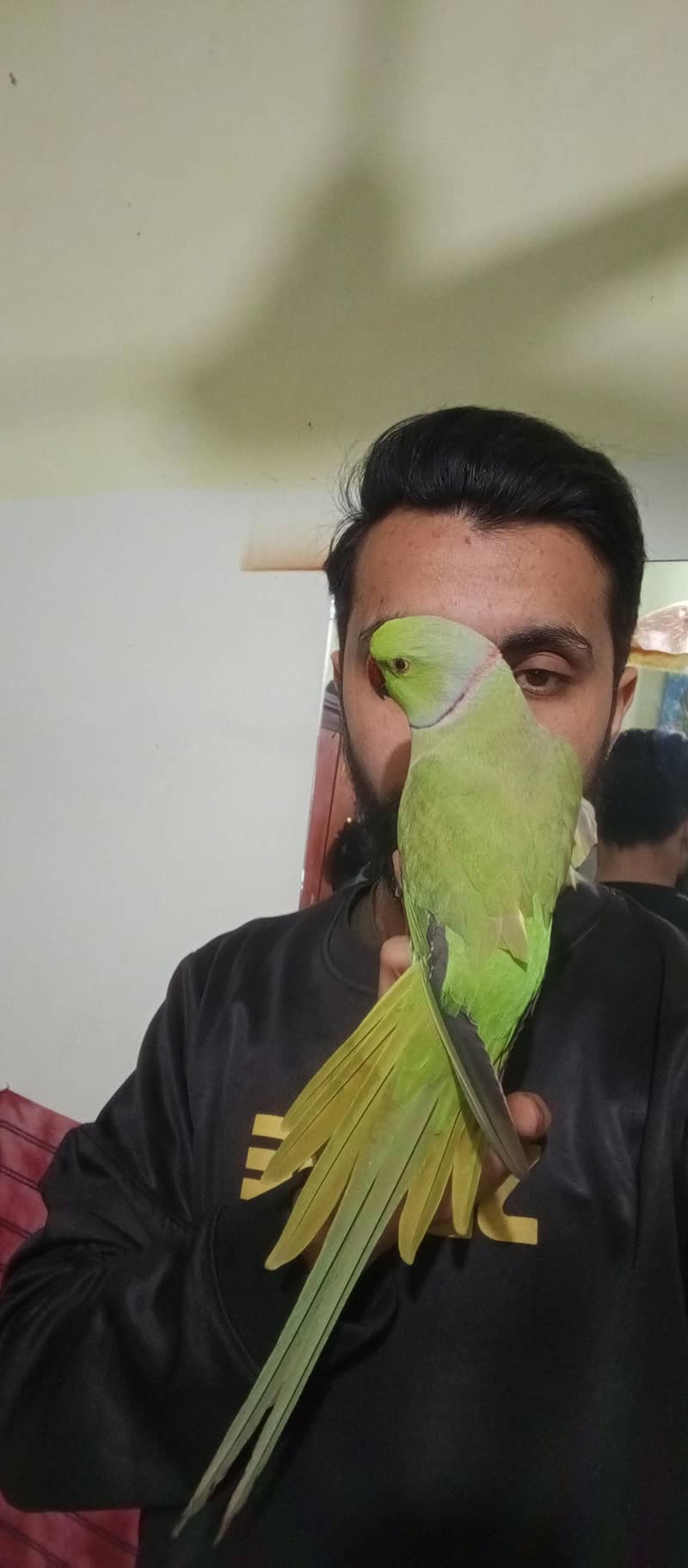 Parrot 0