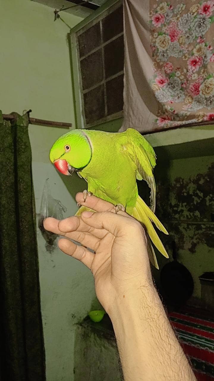 Parrot 2