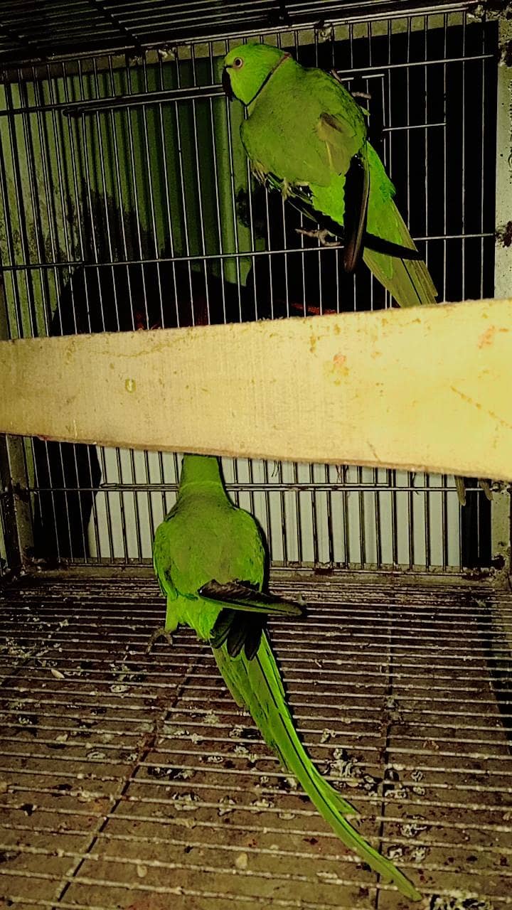 Parrot 3