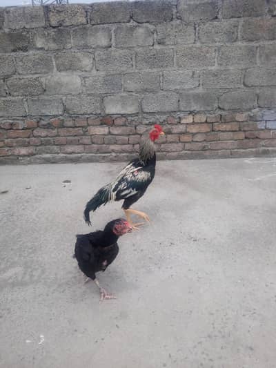 Pure Breed Java Aseel aur Amrohi Majhi for Sale