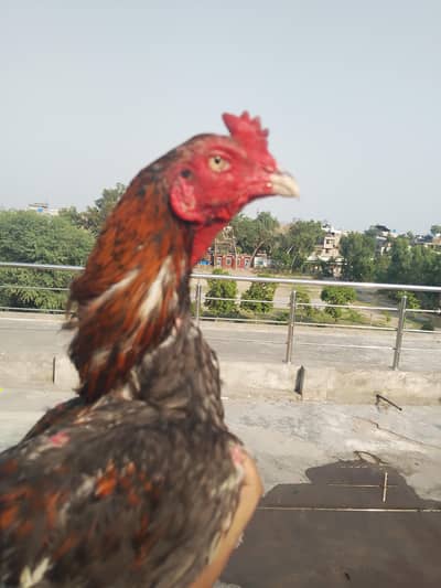 Aseel chicks for sale wastapp num 0307 9646724