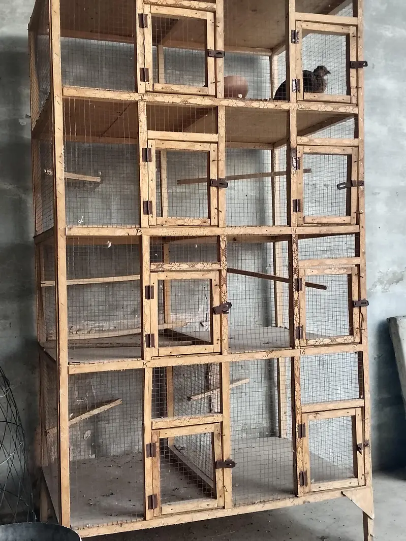 Aseel chicks for sale  8 piece ha wastapp num 0307 9646724 — photo 2