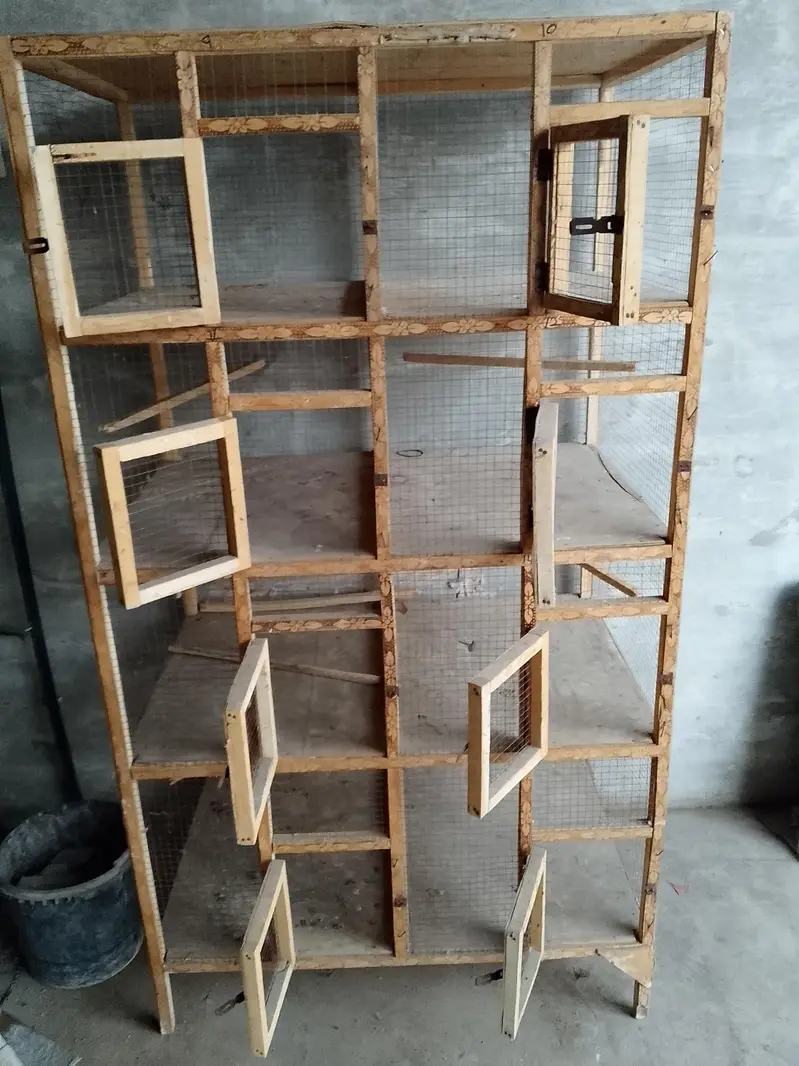 Aseel chicks for sale  8 piece ha wastapp num 0307 9646724 — photo 3