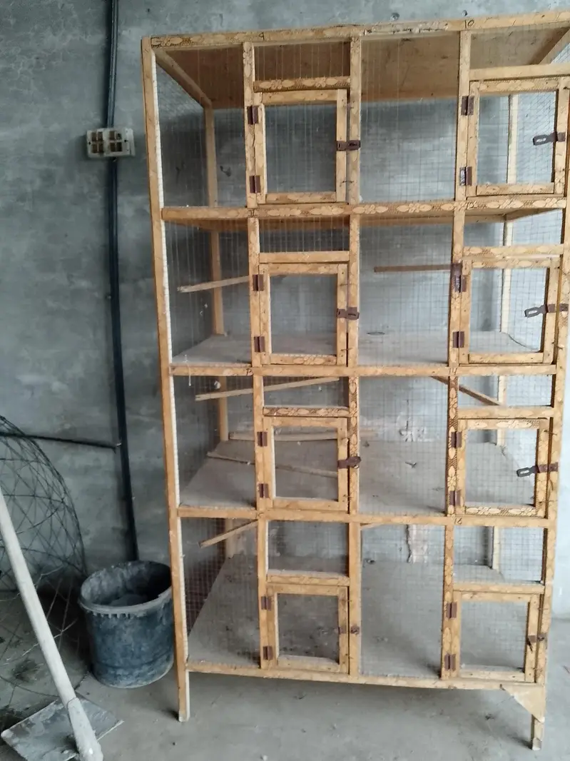 Aseel chicks for sale  8 piece ha wastapp num 0307 9646724 — photo 4