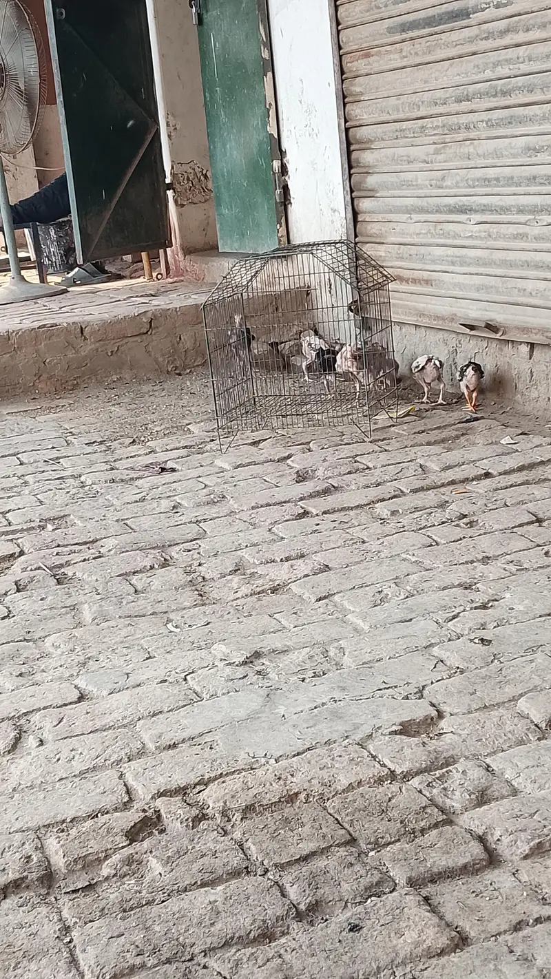 Aseel chicks for sale  8 piece ha wastapp num 0307 9646724 — photo 5