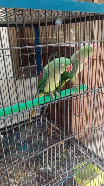 Kashmiri Parrot Pair & Gouldian Finches Available – Healthy Birds