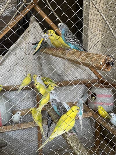 Birds