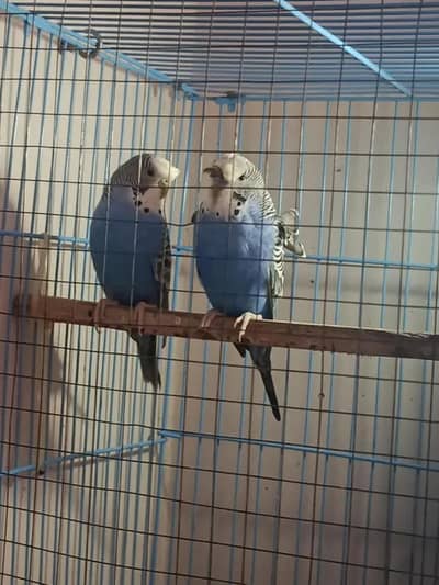 Hogoromo male or Hogoromo siplit female breeder pair