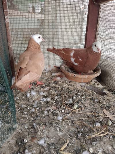 2 jogiya pairs