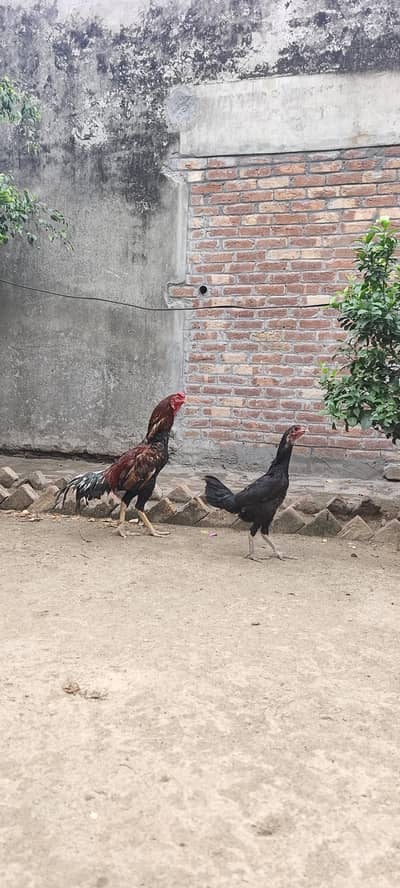 aseel pair