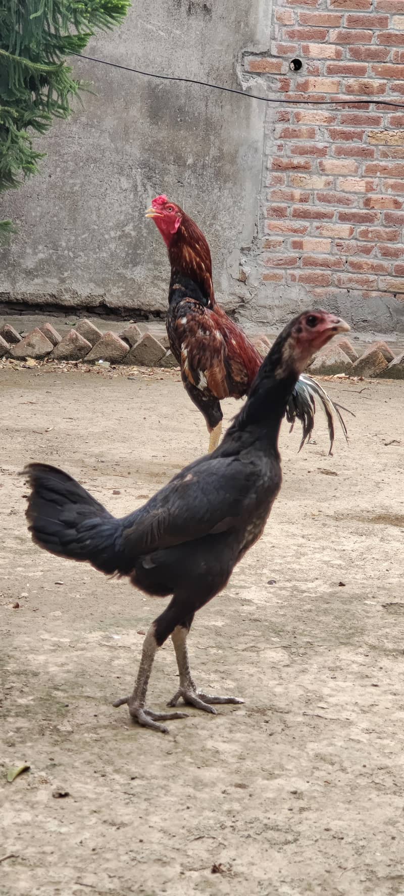 aseel pair 1