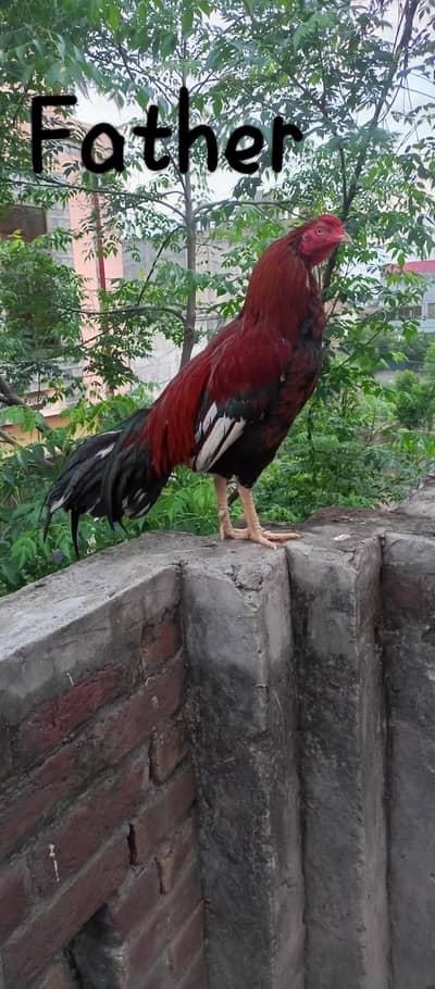 Aseel chicks