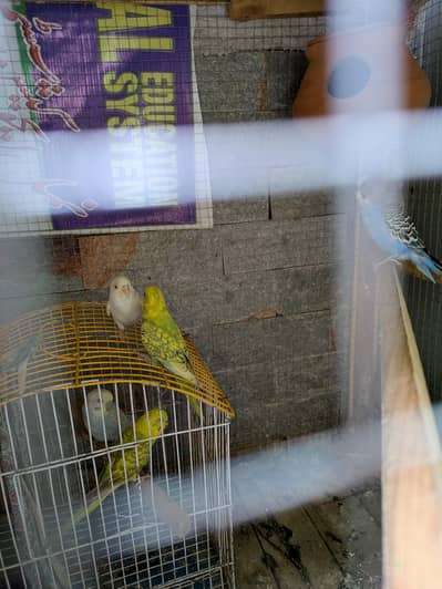 Australian parrot breeder pair available for sale