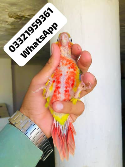 Pineapple Conor chicks Available