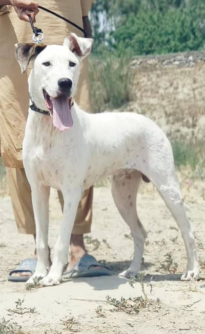 bully gultair male age 5 month healthy and active for sale