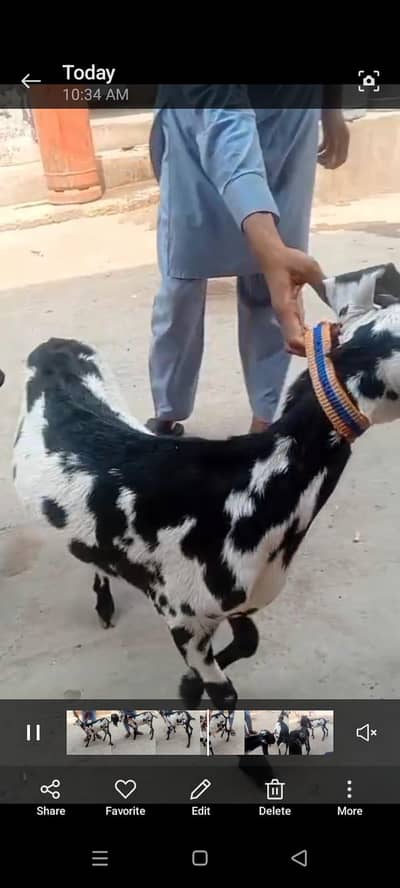 2 dant m bakri for sale 03021736825