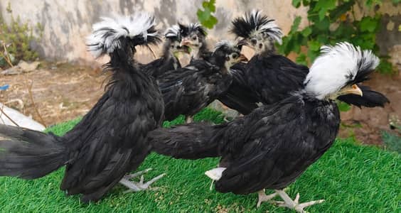 Polish & More Breeds