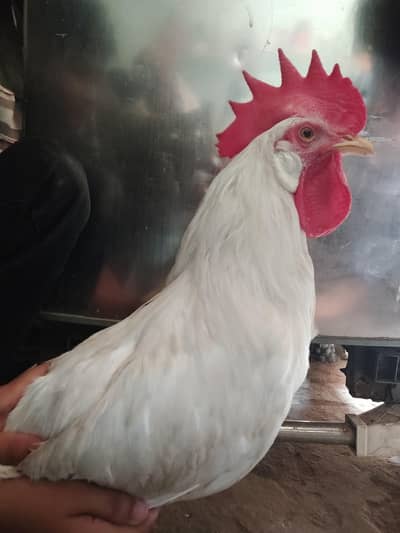 my pet