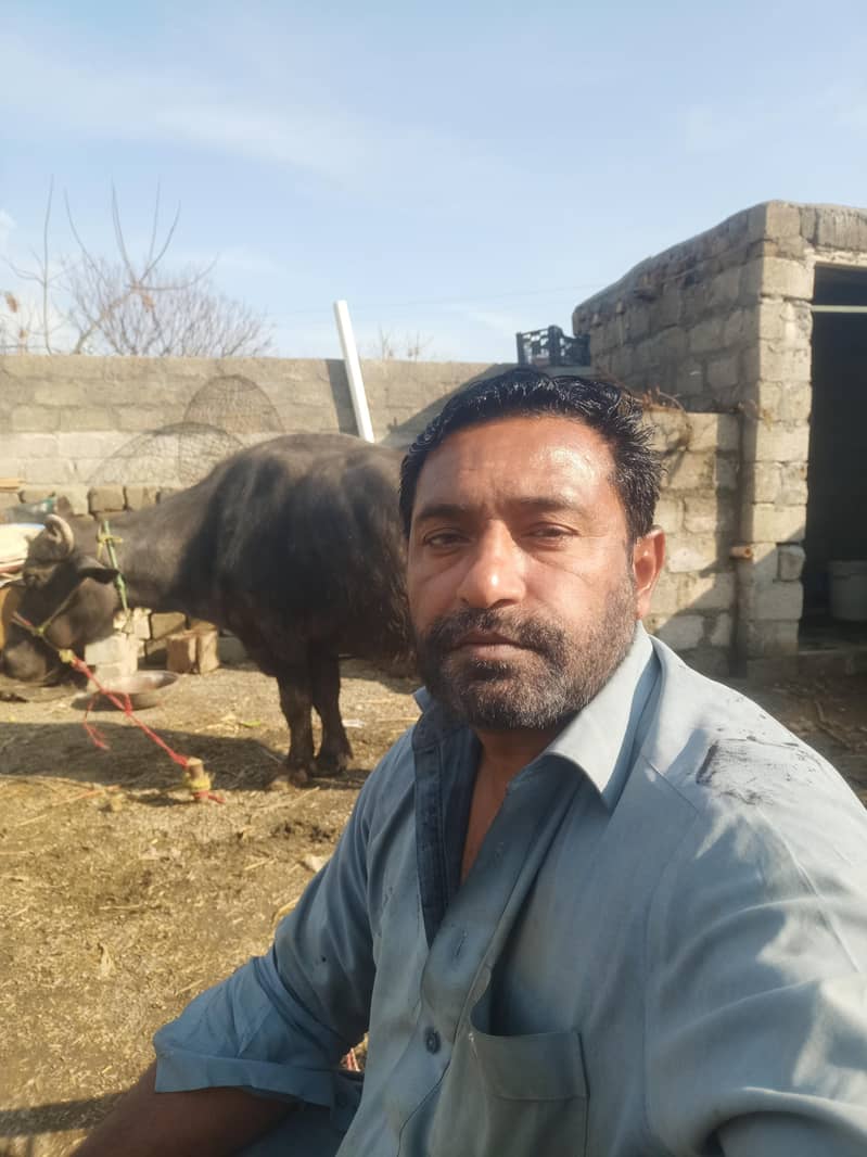 اگر کسی کو جانورون کیلیے گوالا چاہیے تو رابطہ کرے 0