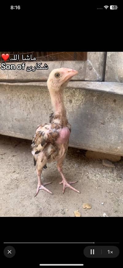 Amroha aseel  choza for sale 3500