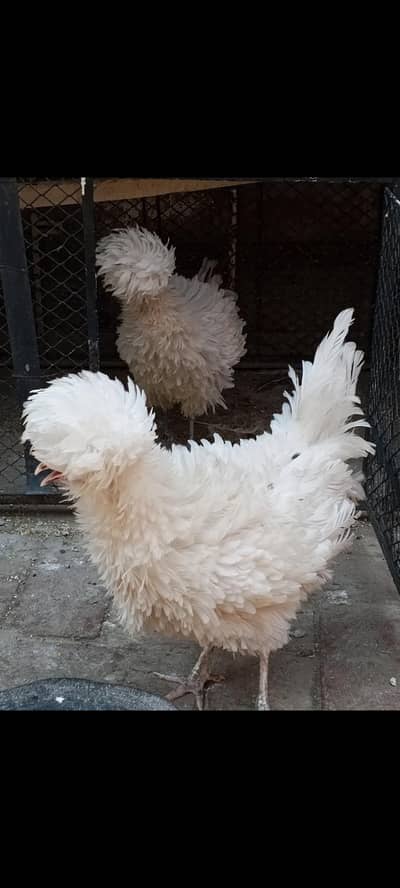 Frizzle Polish females