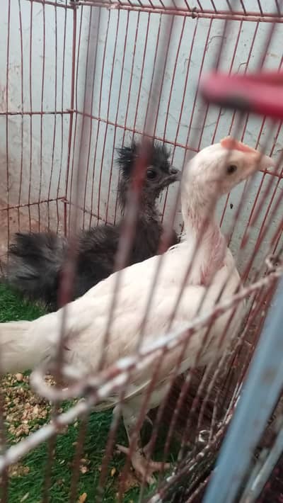 Silkie chicks
