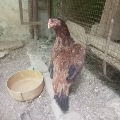 Aseel Female Murghi