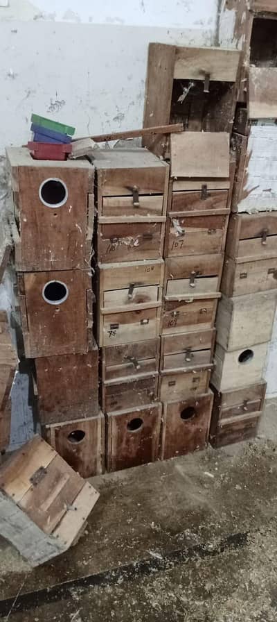 love bird box for sale kiker new box hai