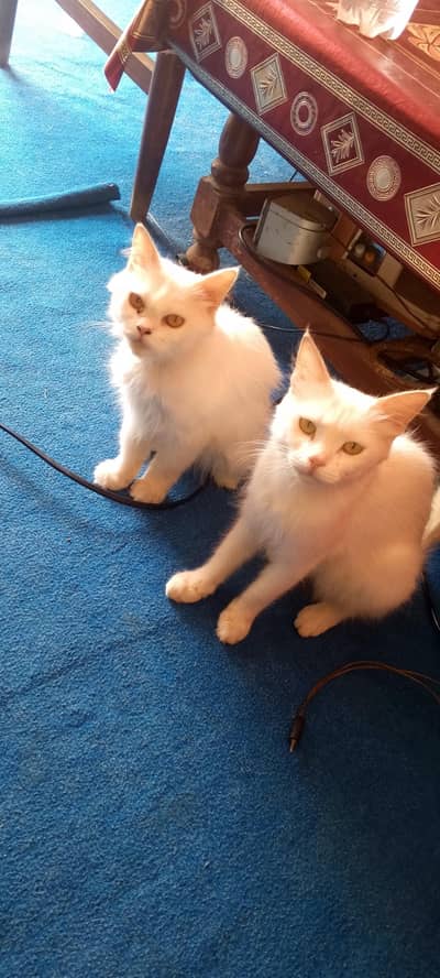 persian cats doll face double cot