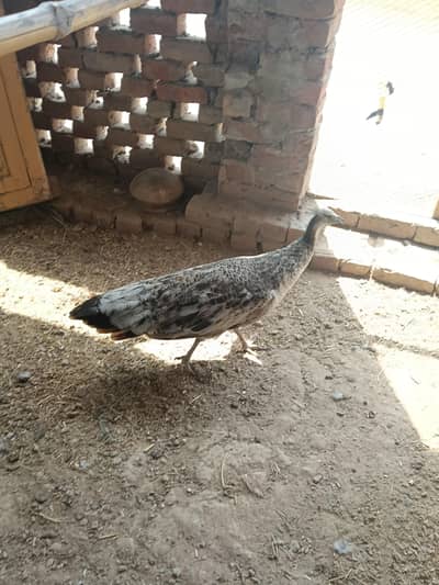peacock female exchange b ho jaye ge male k sath
