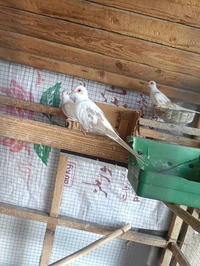 red paid diamond dove