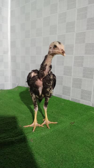 Aseel breed chick 