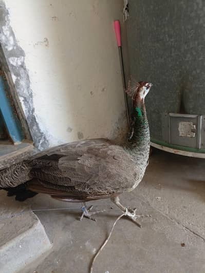 Female peacock