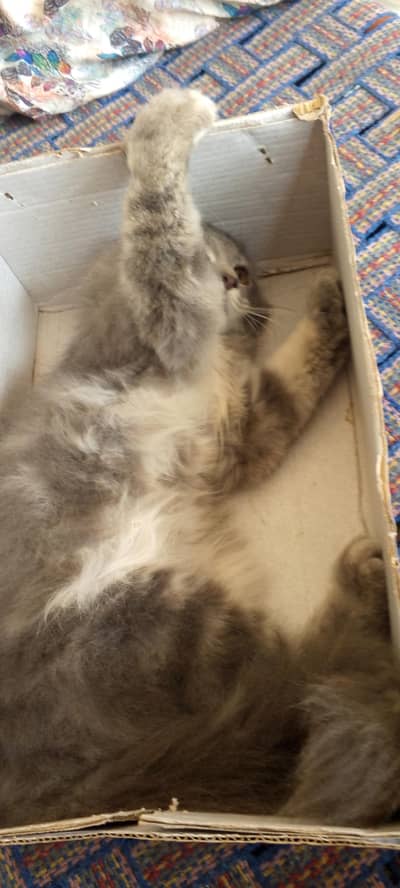 home breed kitten