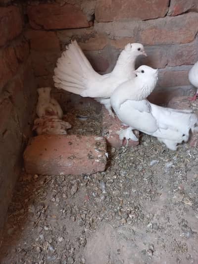 lucky pigeon pair