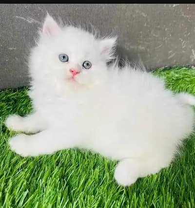(Persian female kitten) (for sale all) (Pakistan delivery available)