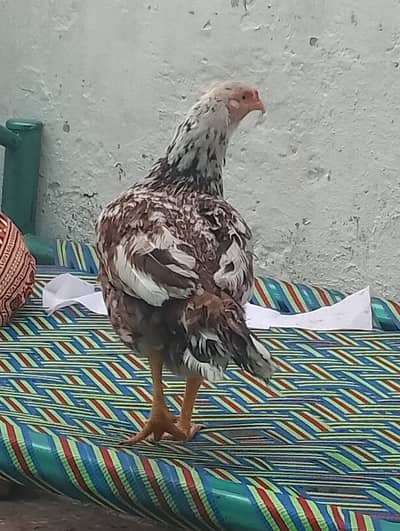 Aseel cheeni madi
