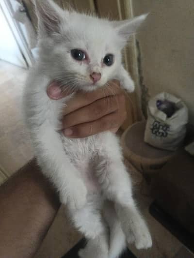 Persian kittens hai male female both available