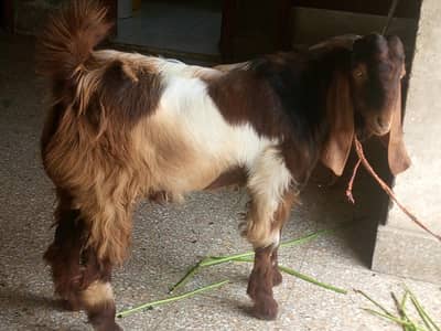 andu bakra