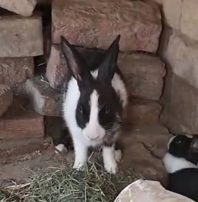 Rabbits For Sale 03138750524