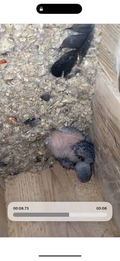 African grey healthy chick