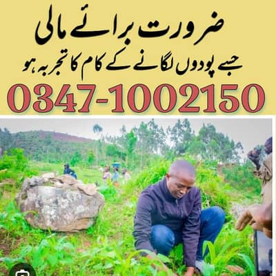 ضرورت برائے مالی ۔جسے پودے لگانے کا تجربہ ہو ۔